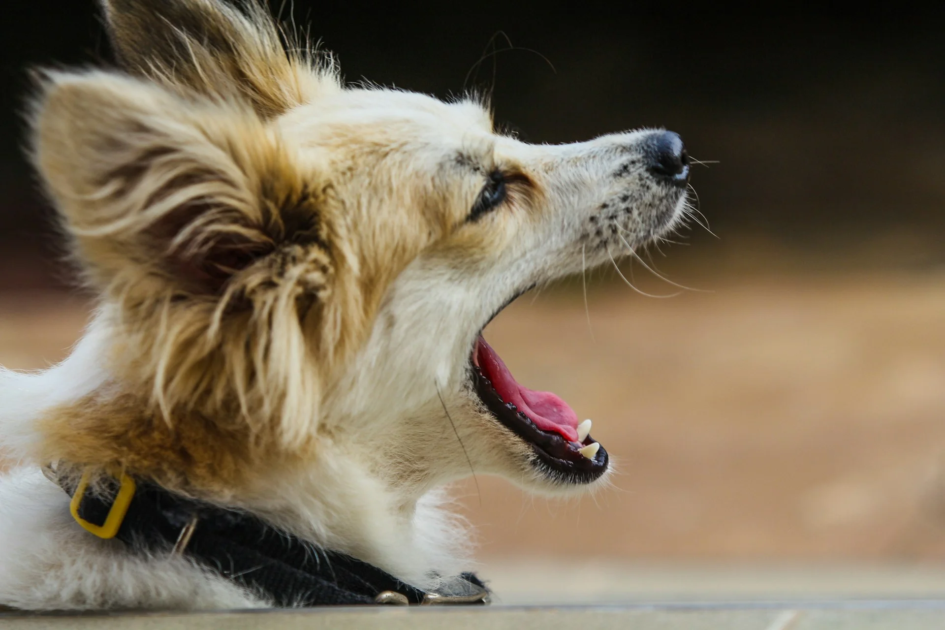How to Stop a Dog From Barking at Every Noise