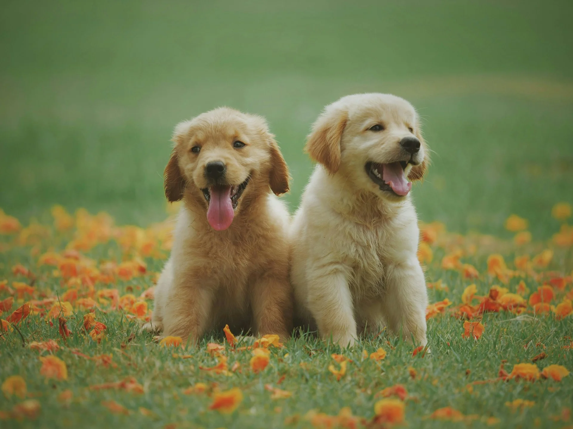 Puppy Socialization Checklist: What to Do in the First Year