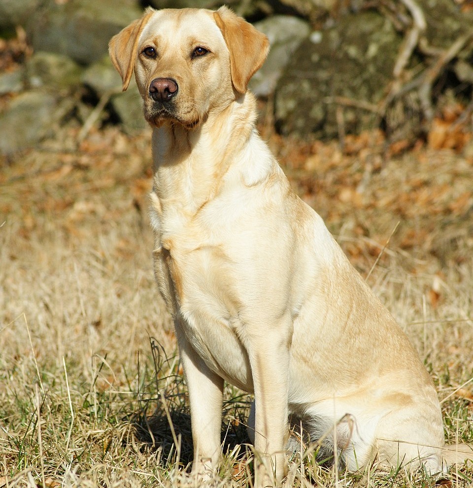 Labrador Retriever dog