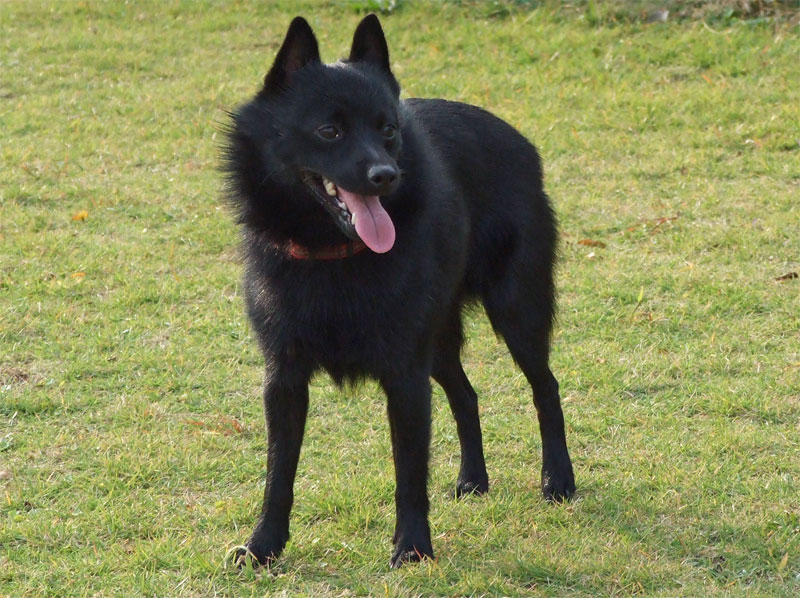 Schipperke dog