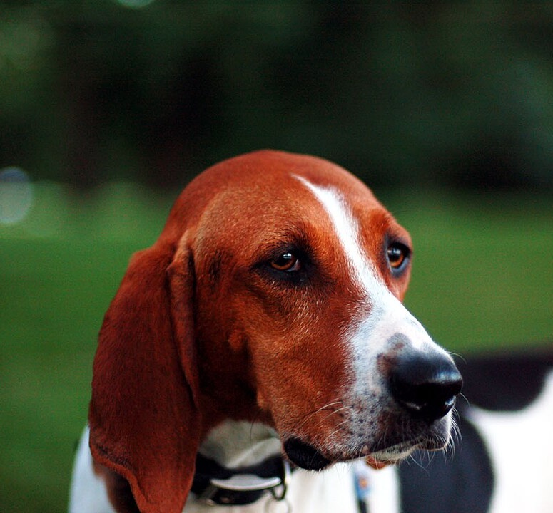 Treeing Walker Coonhound dog