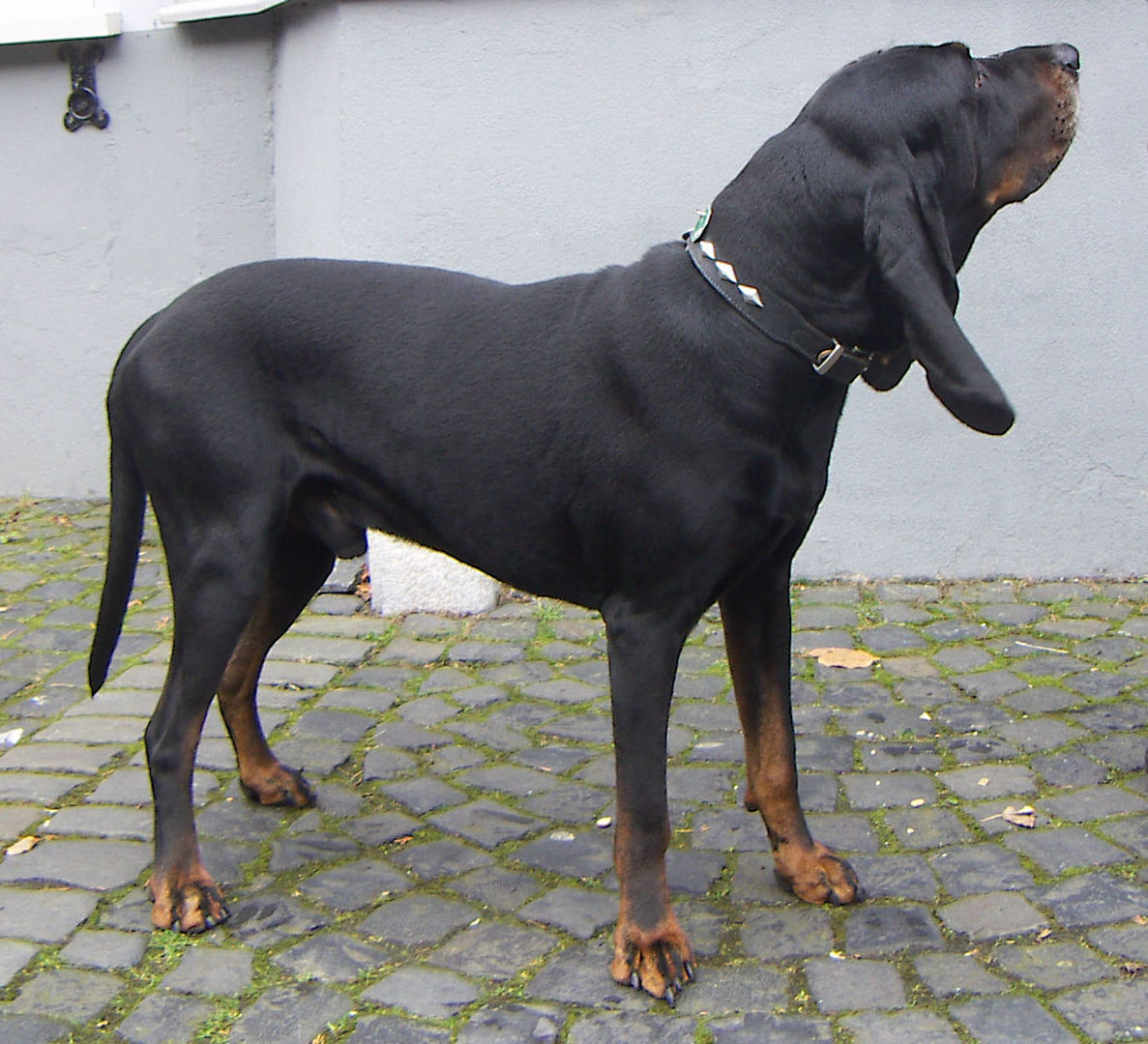Black and Tan Coonhound dog