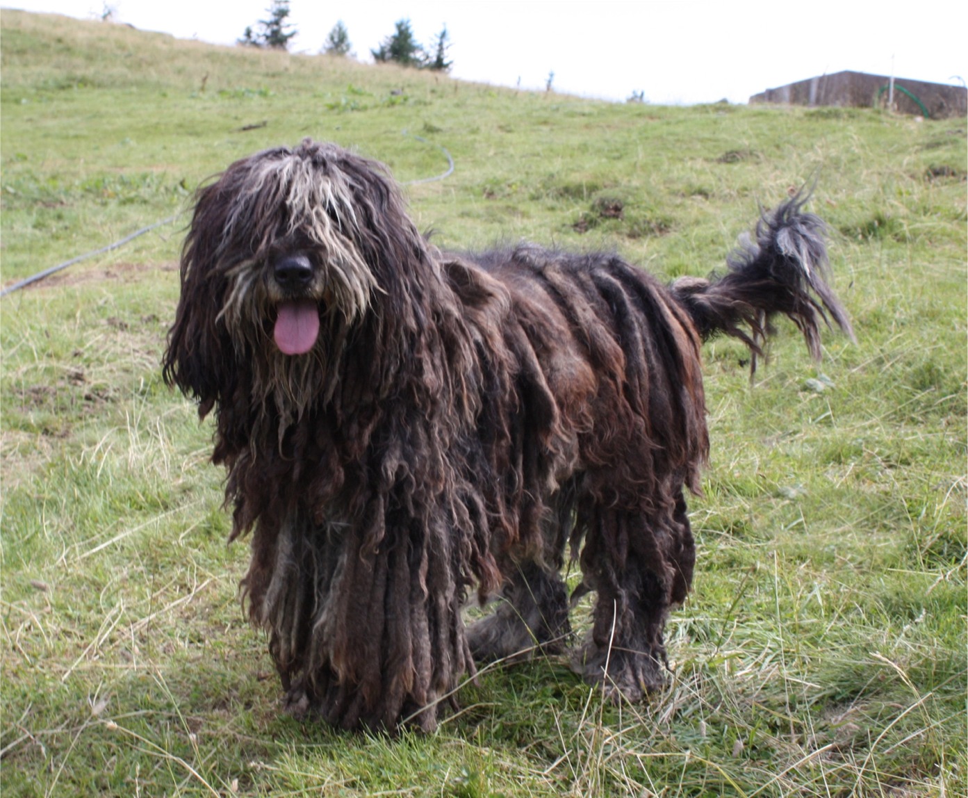Bergamasco Sheepdog