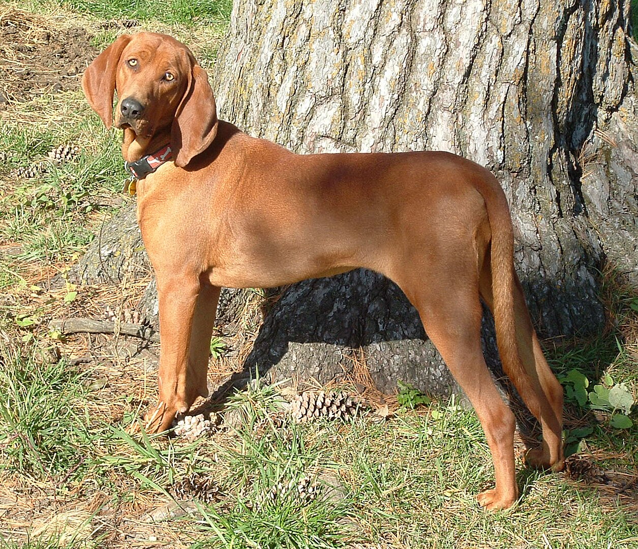 Redbone Coonhound dog