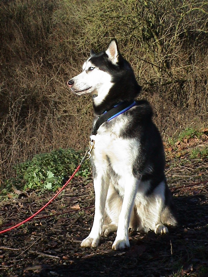 Siberian Husky dog