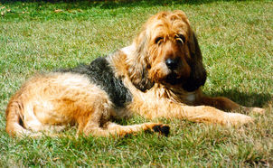 Otterhound dog