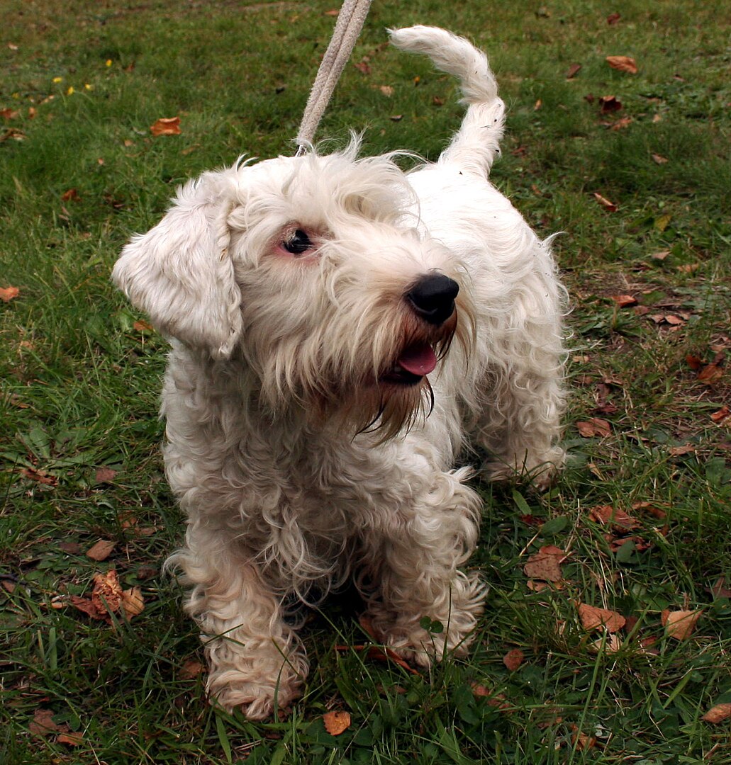 Sealyham Terrier dog