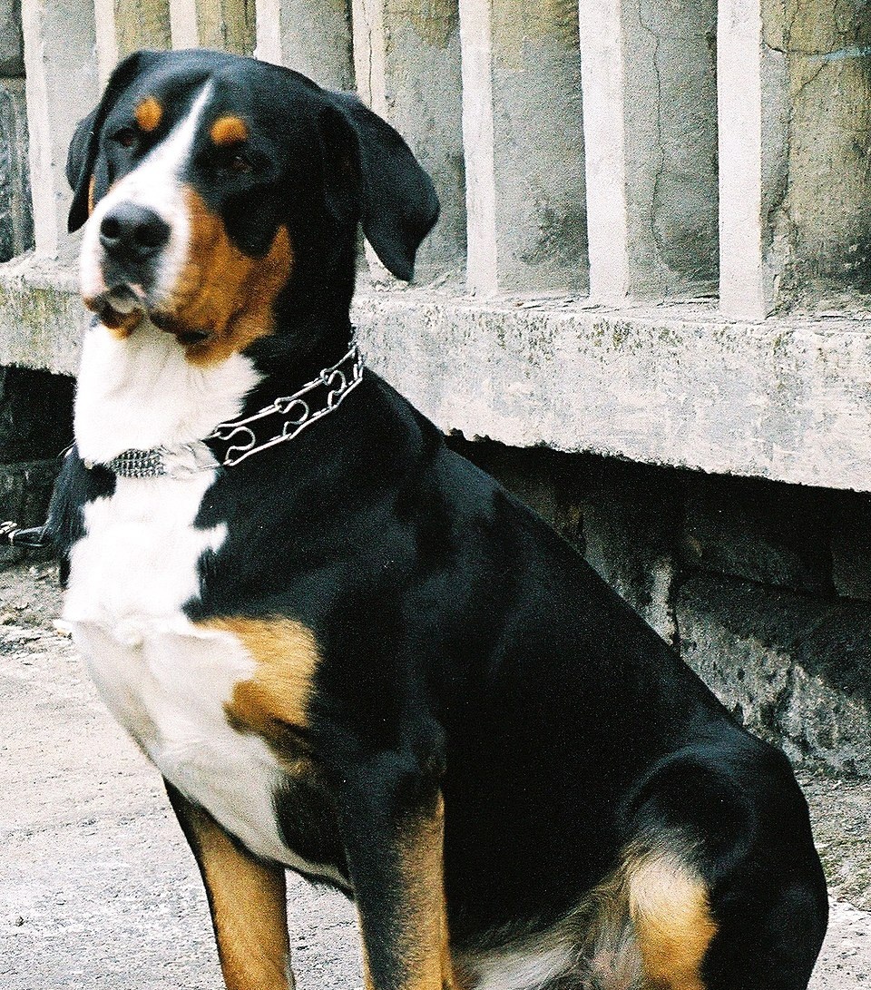 Greater Swiss Mountain Dog