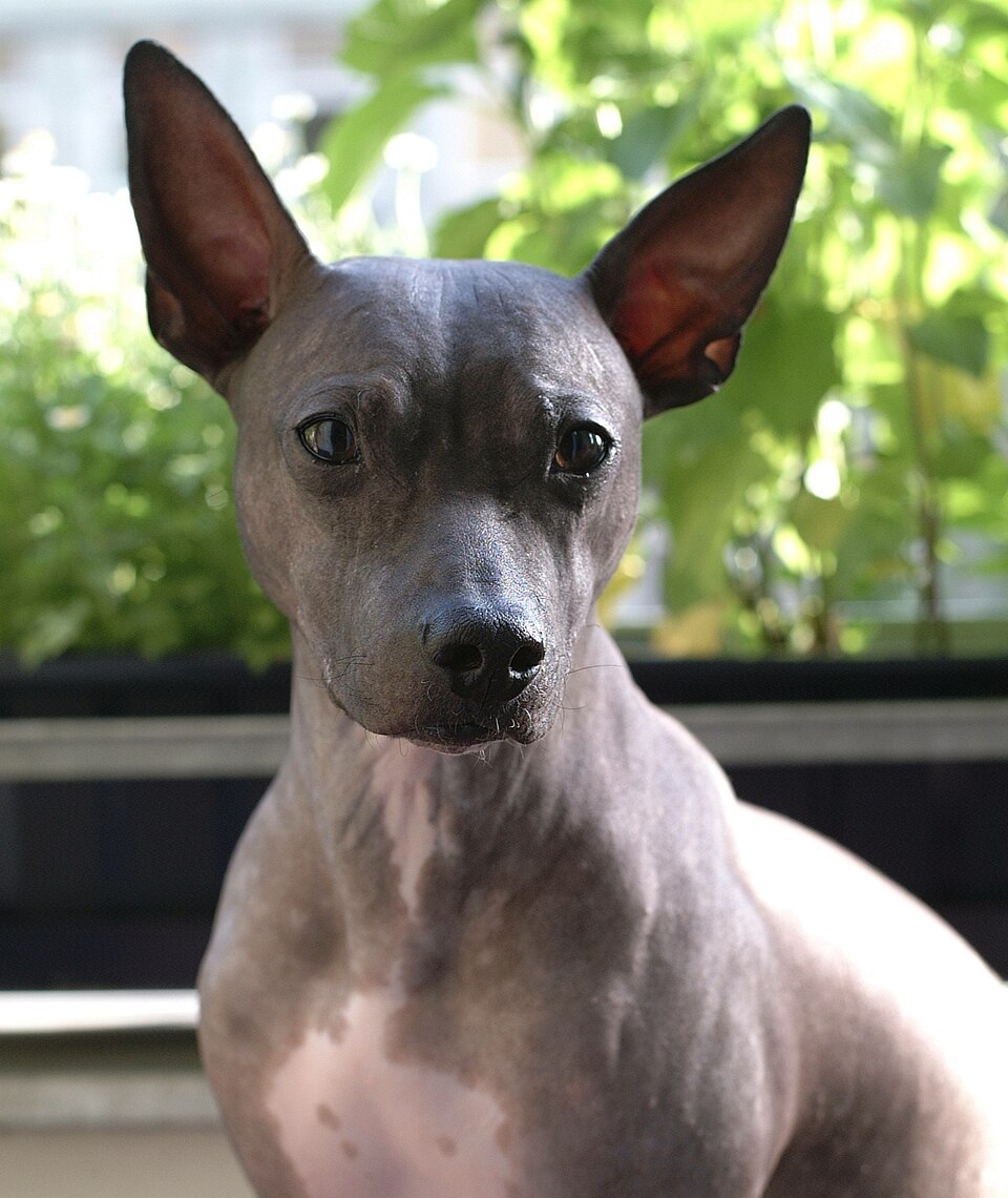 American Hairless Terrier