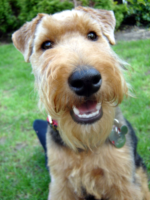 Welsh Terrier dog