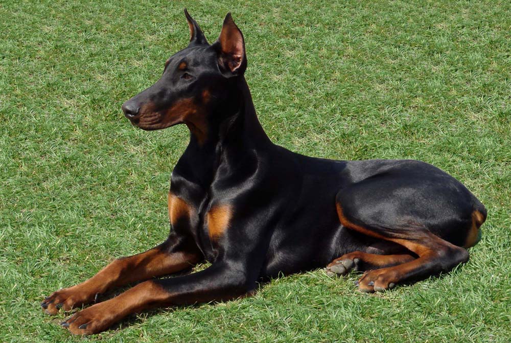 Doberman Pinscher dog