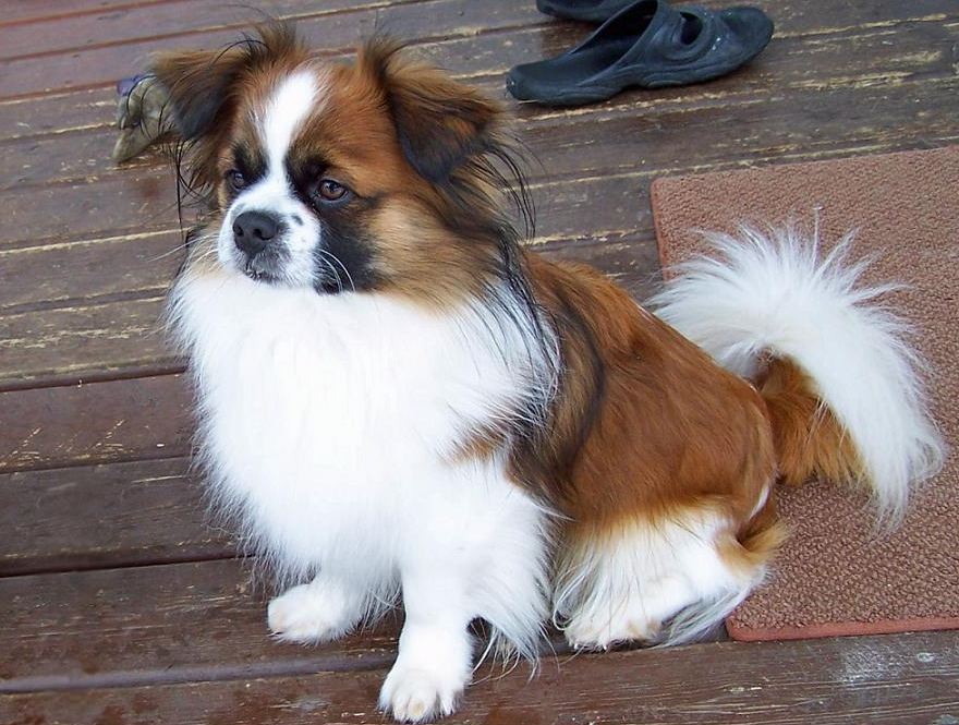 Tibetan Spaniel dog