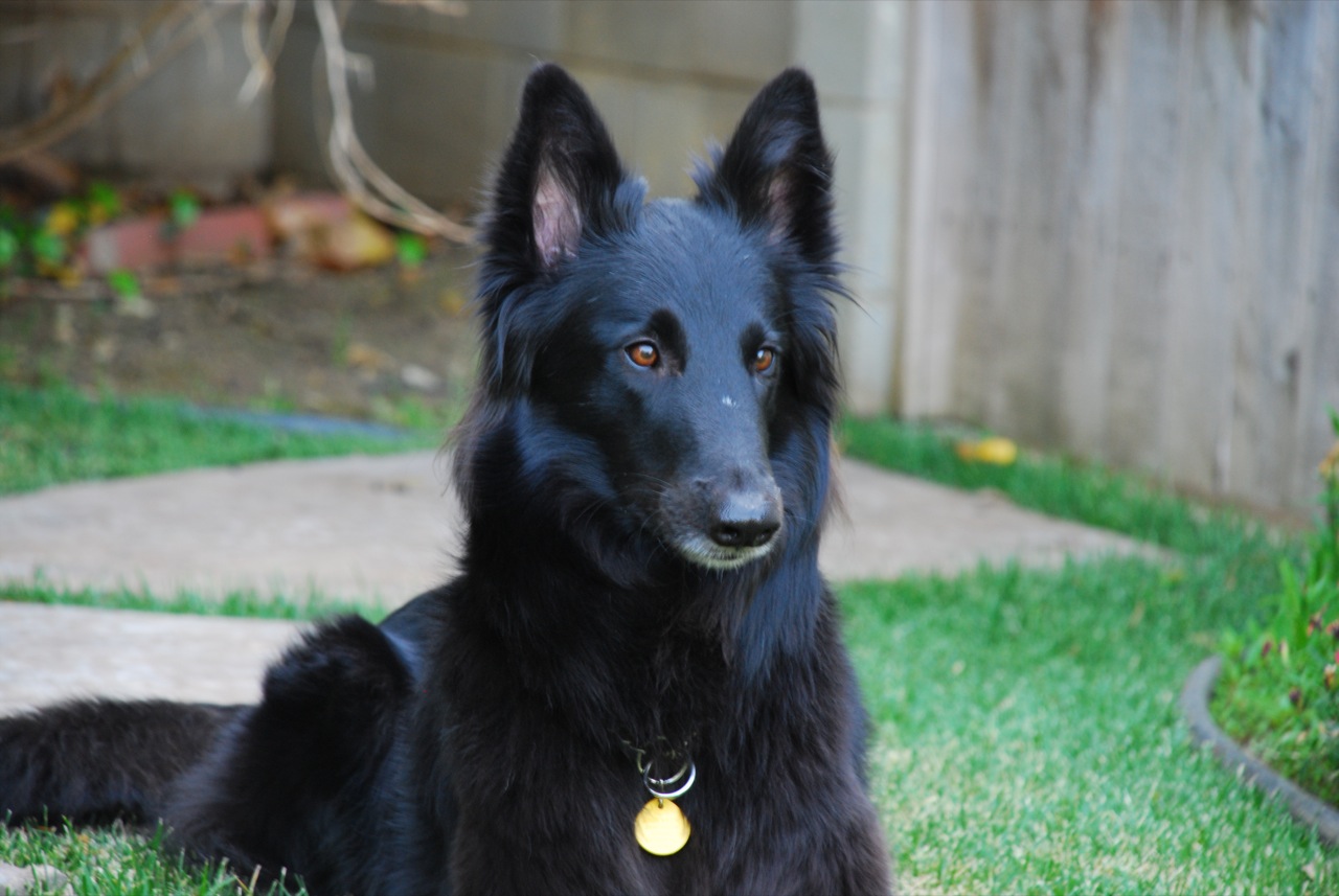 Belgian Sheepdog (Groenendael)