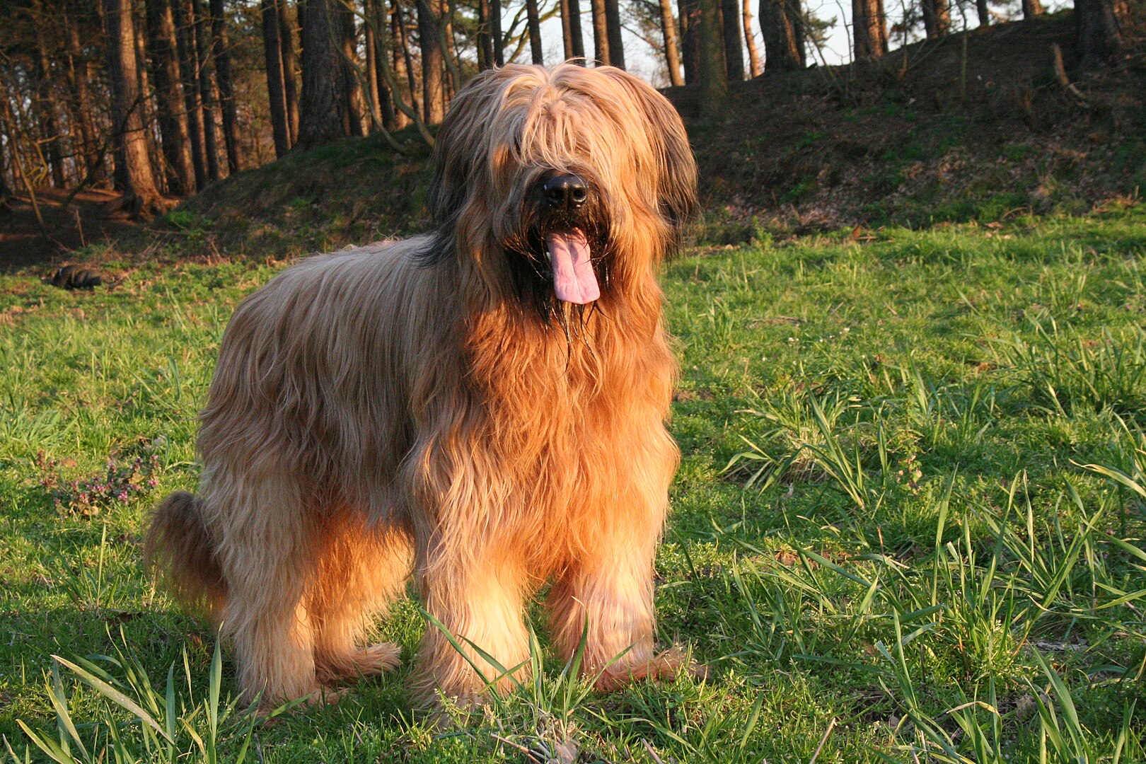 Briard dog