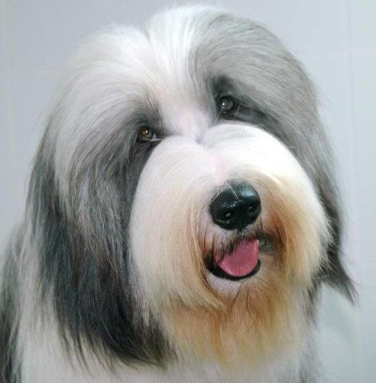 Bearded Collie