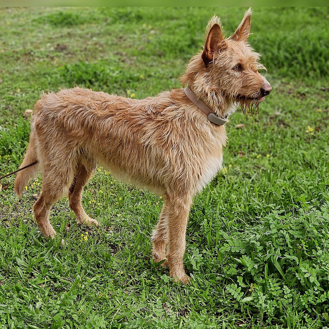 Portuguese Podengo Pequeno