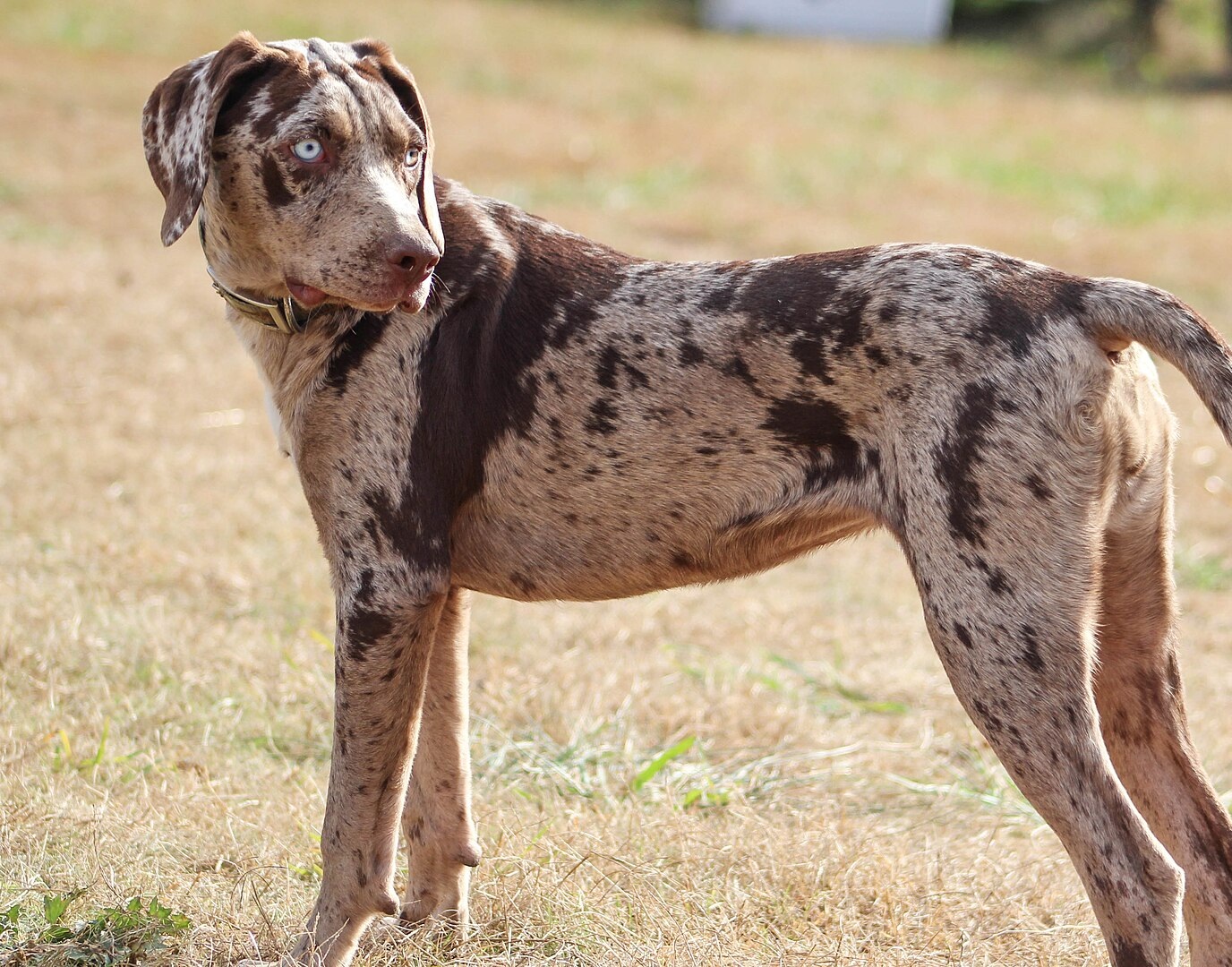 American Leopard Hound
