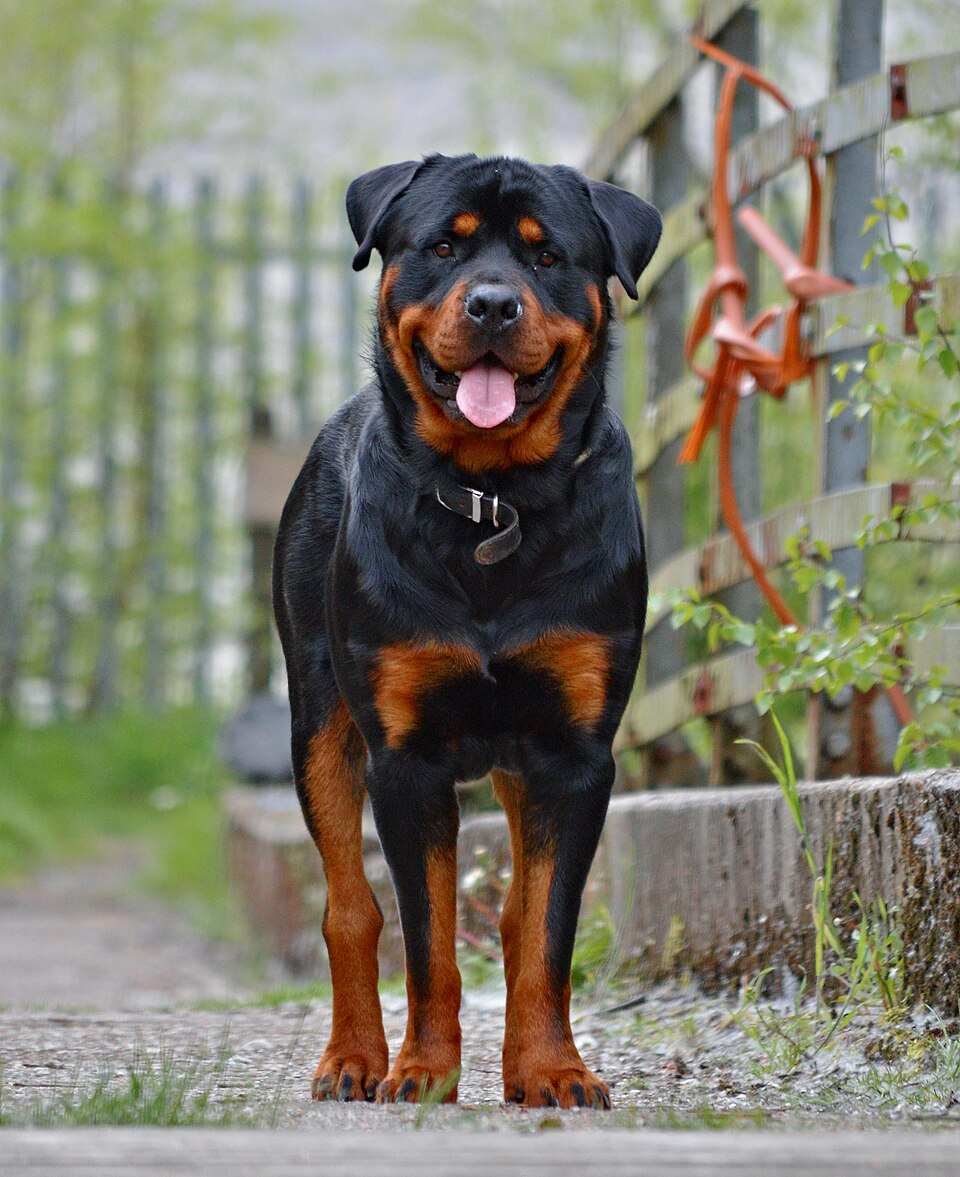 Rottweiler dog