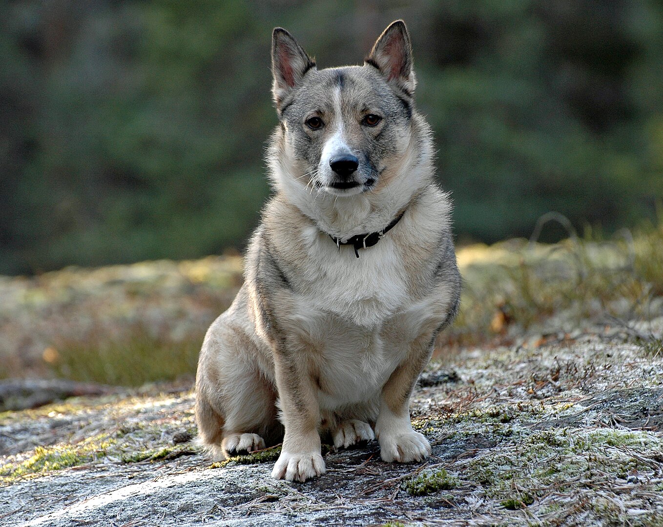 Swedish Vallhund dog