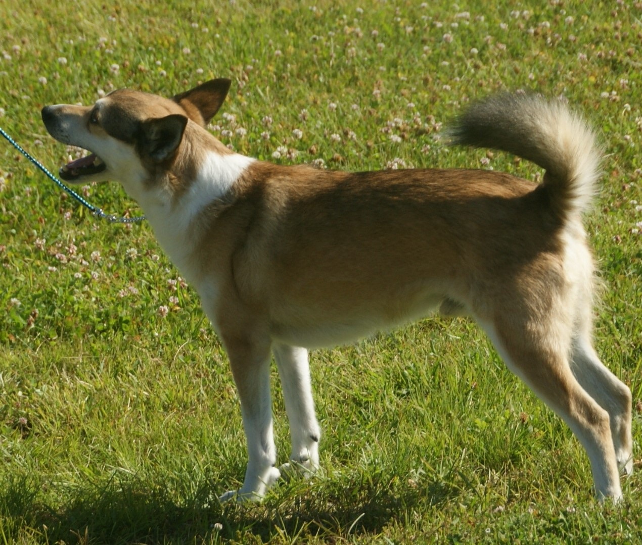 Norwegian Lundehund dog