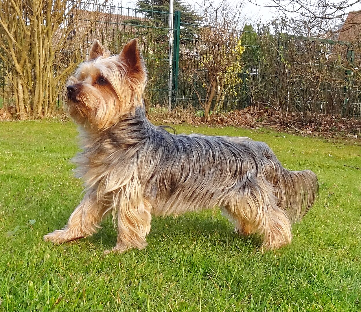 Yorkshire Terrier dog