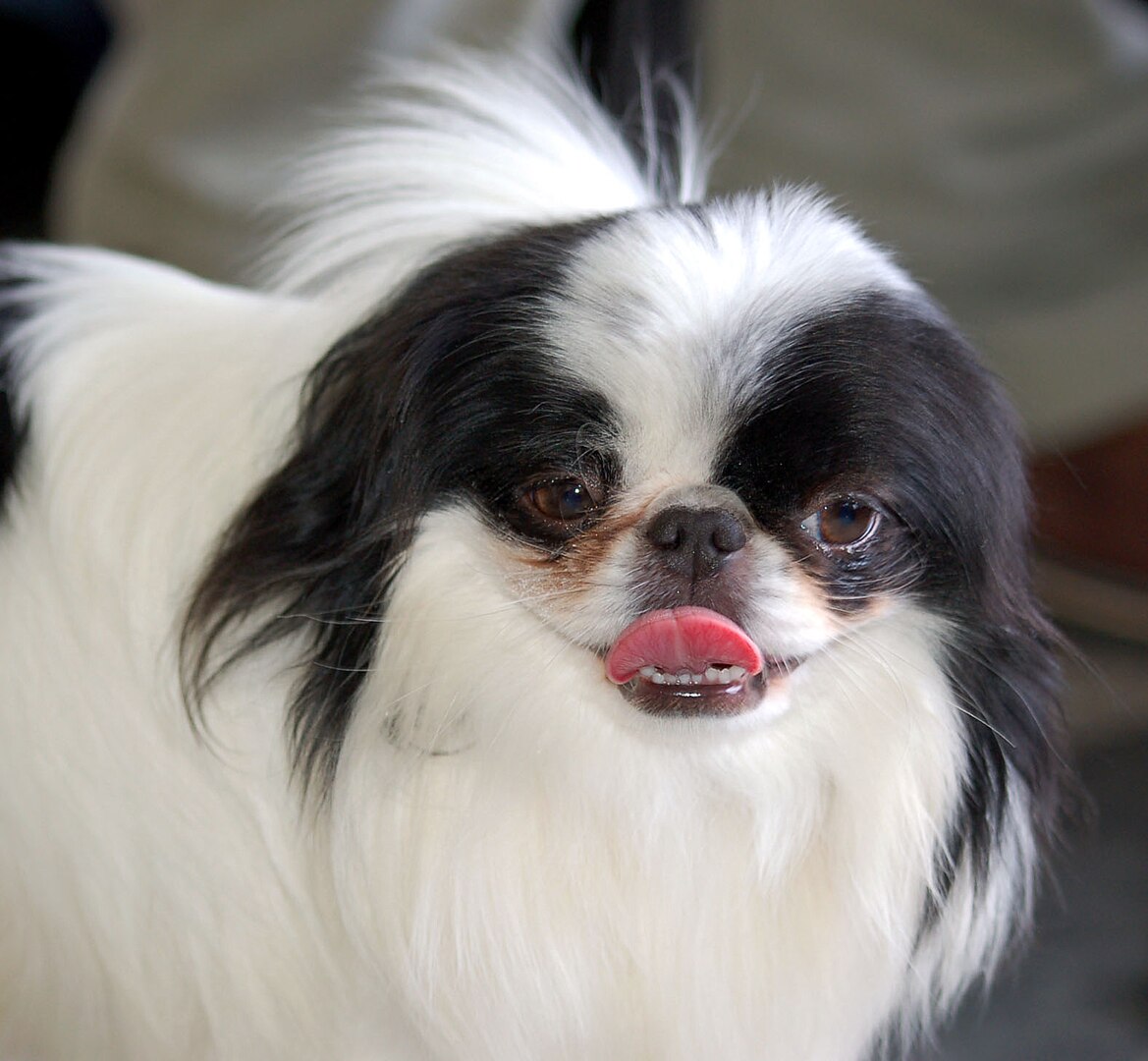 Japanese Chin dog