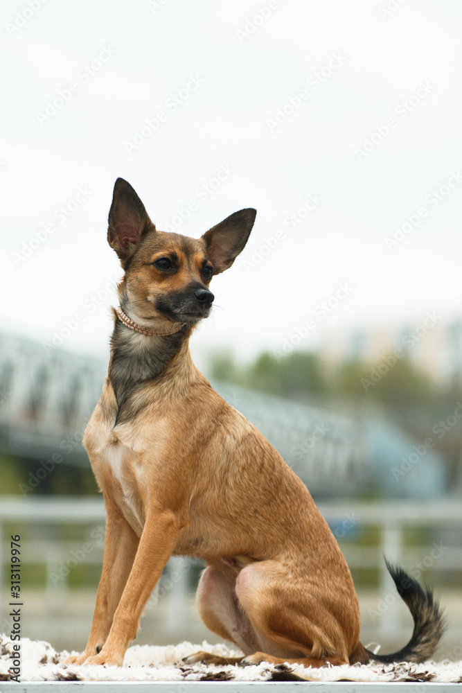 Peruvian Inca Orchid dog