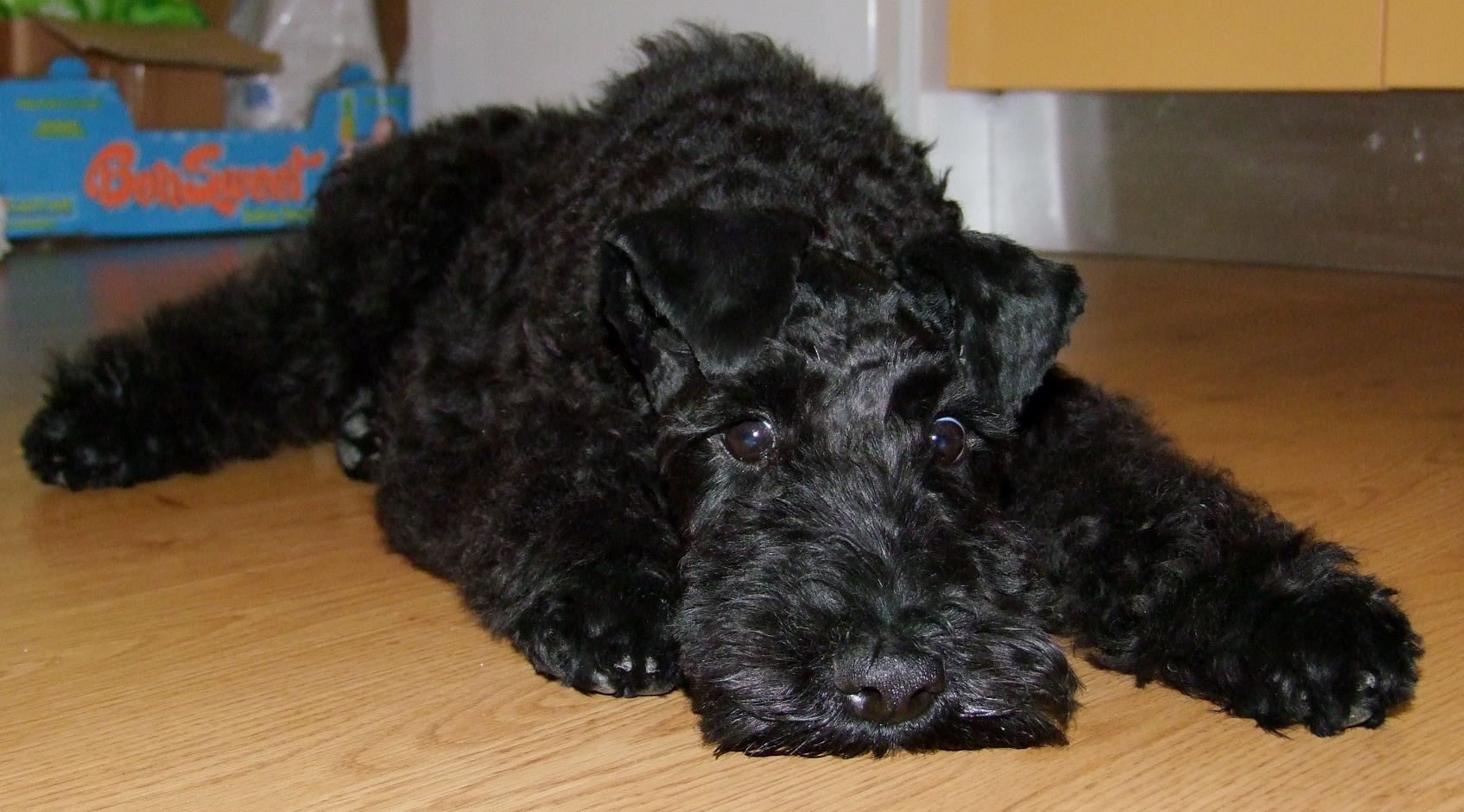 Kerry Blue Terrier dog