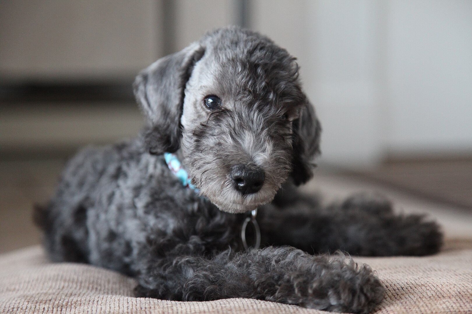 Bedlington Terrier dog