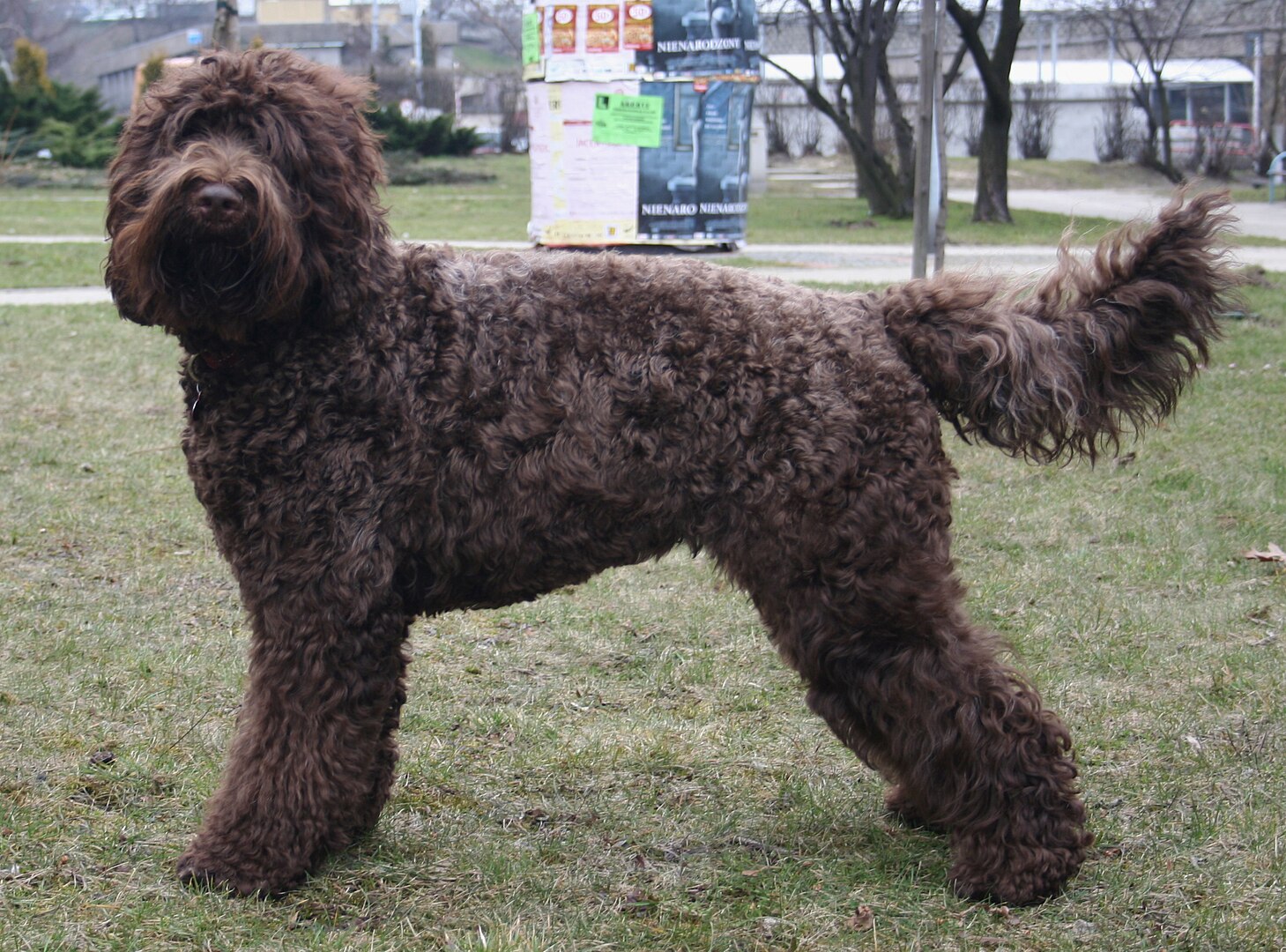 Barbet dog