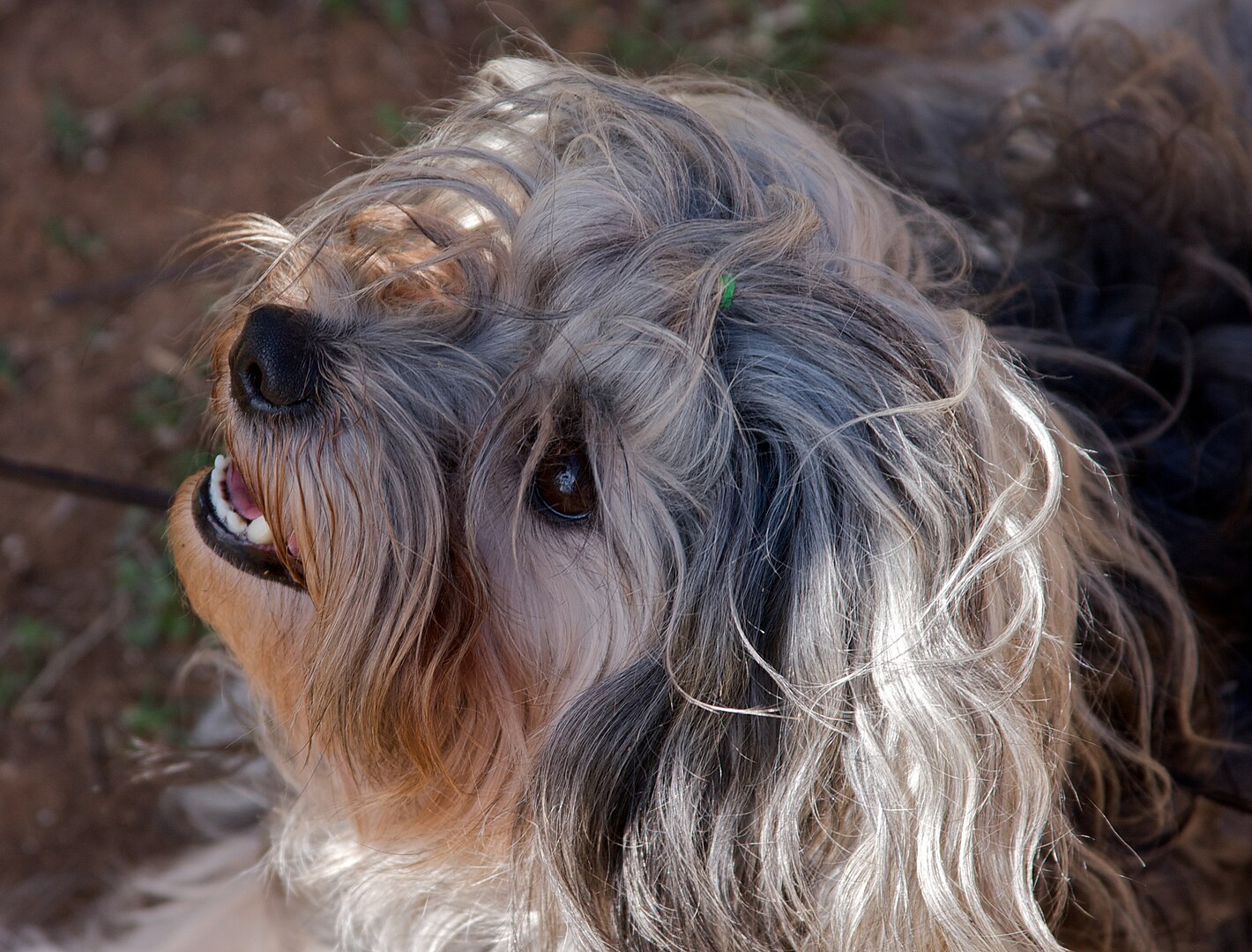 Löwchen dog