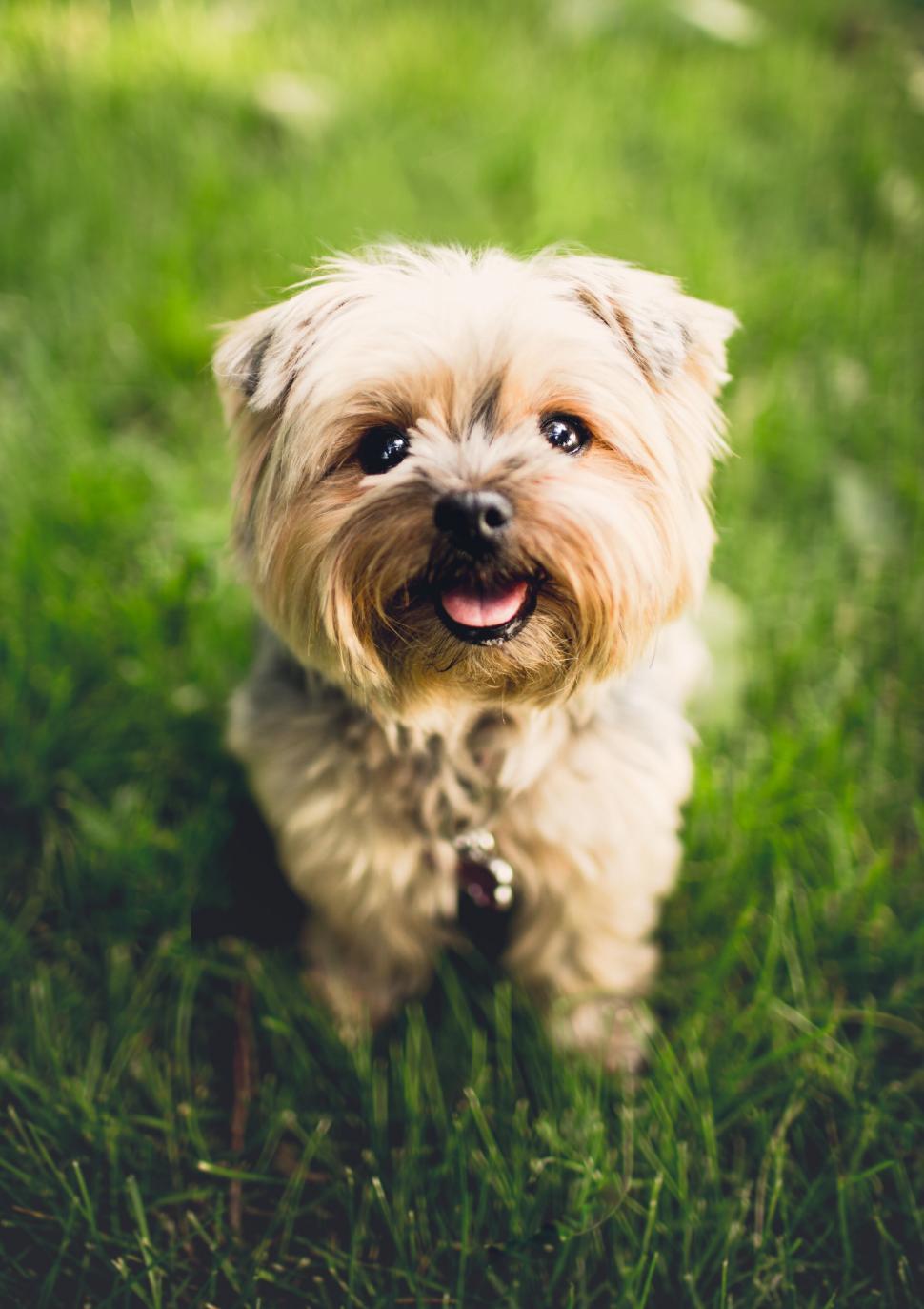 Yorkipoo dog