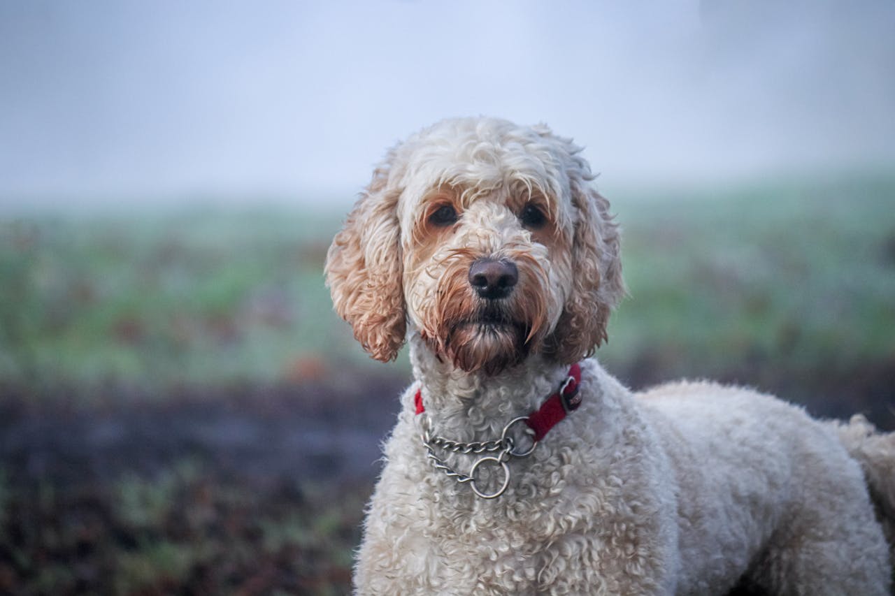 Labradoodle