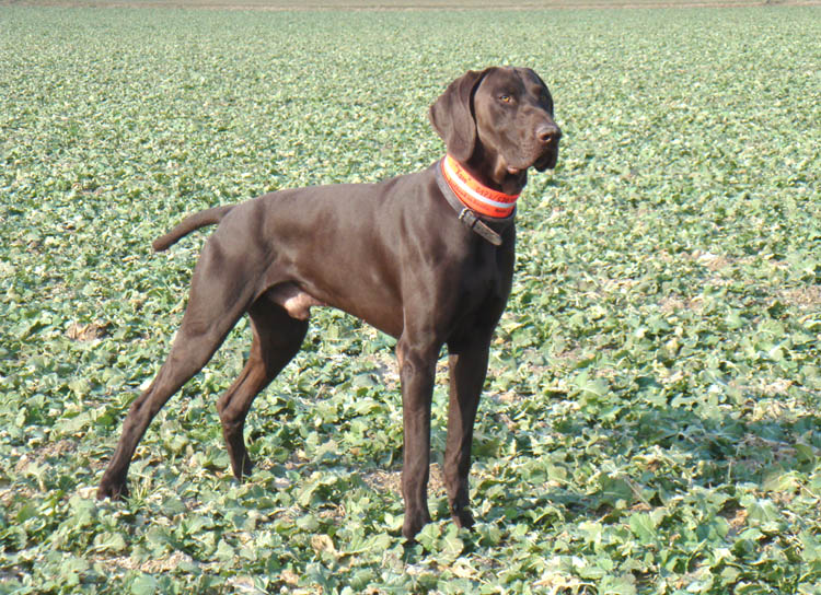 German Shorthaired Pointer dog