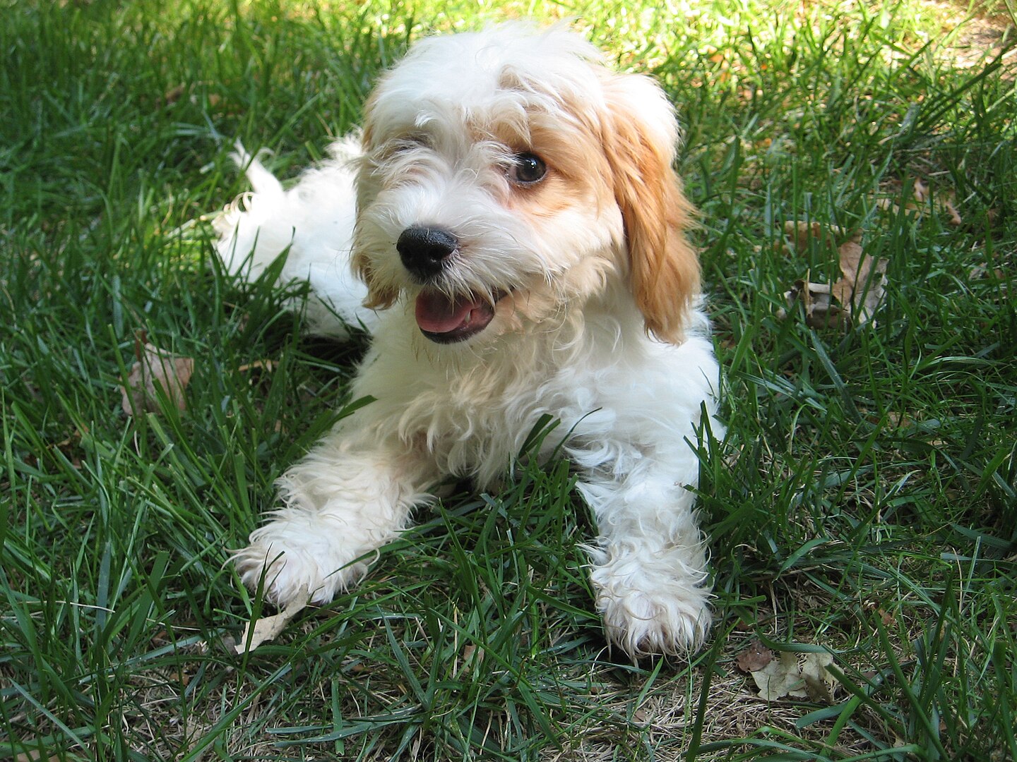 Cavapoo dog