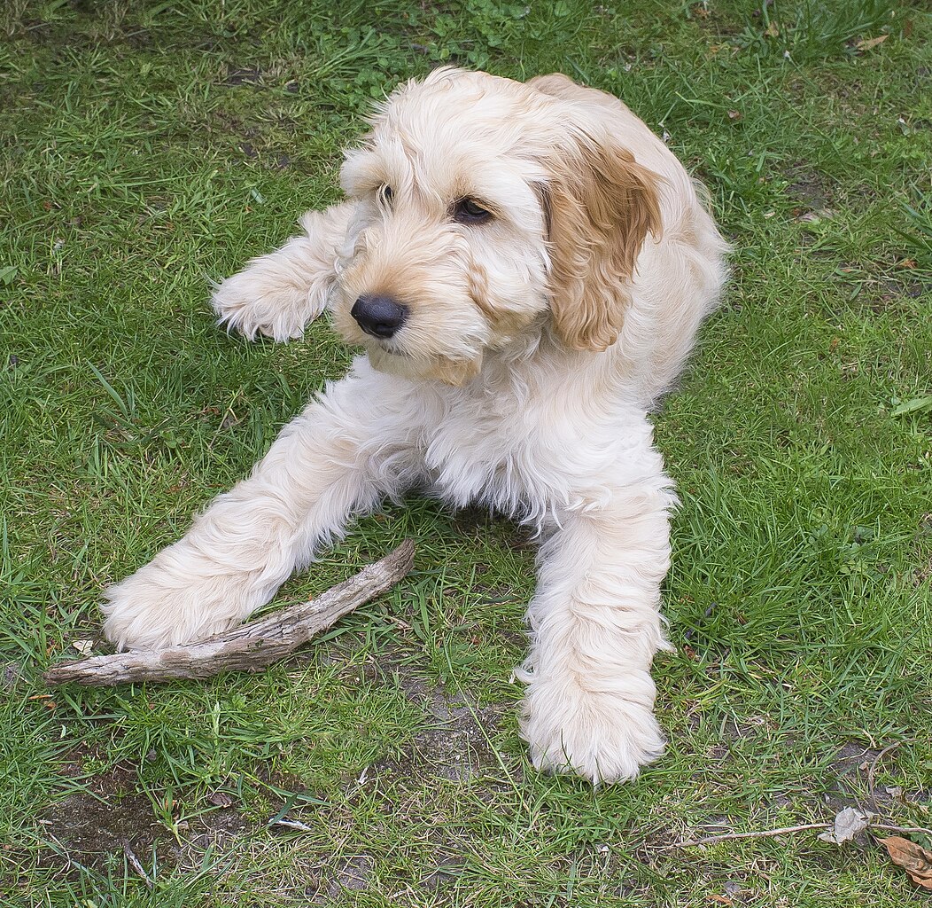 Cockapoo dog