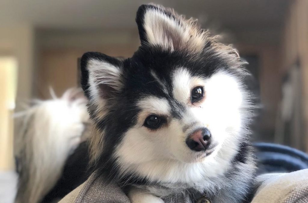 Pomsky dog