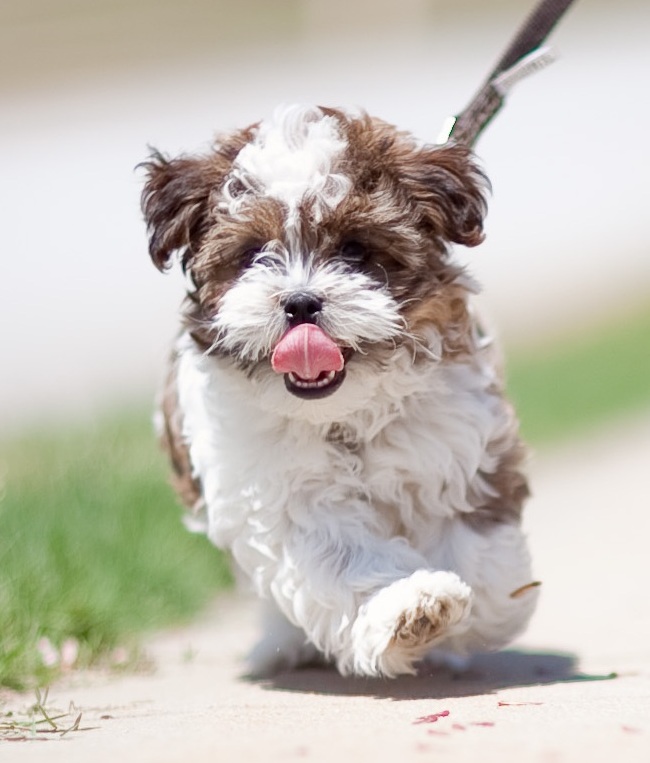 Shorkie dog
