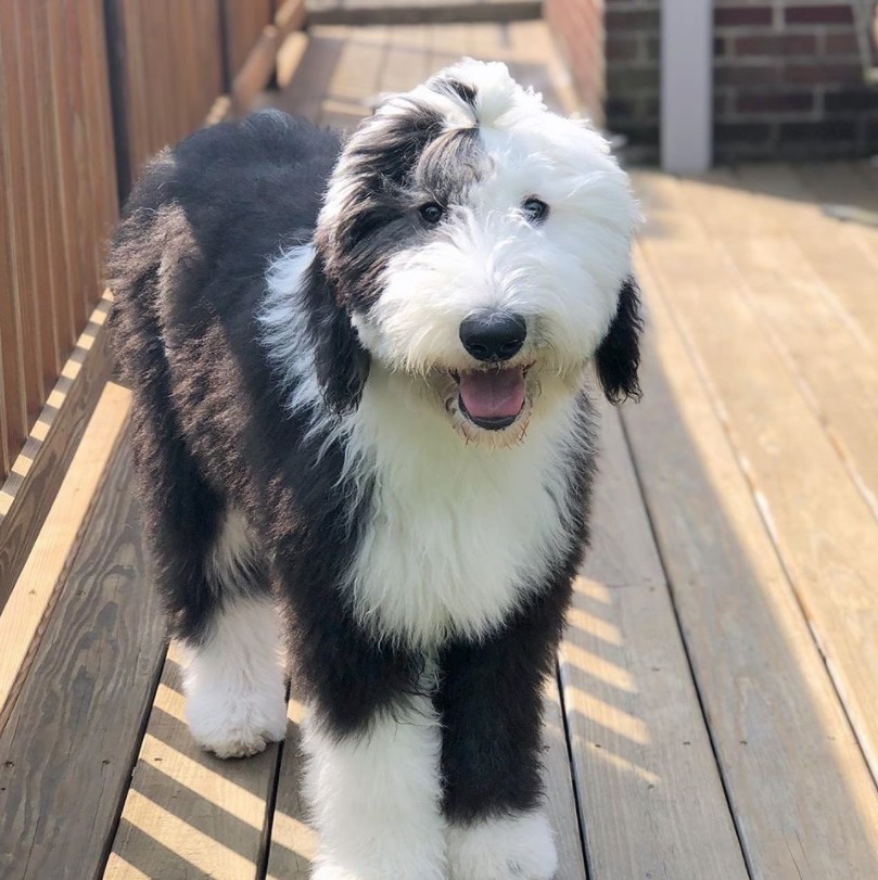 Sheepadoodle dog