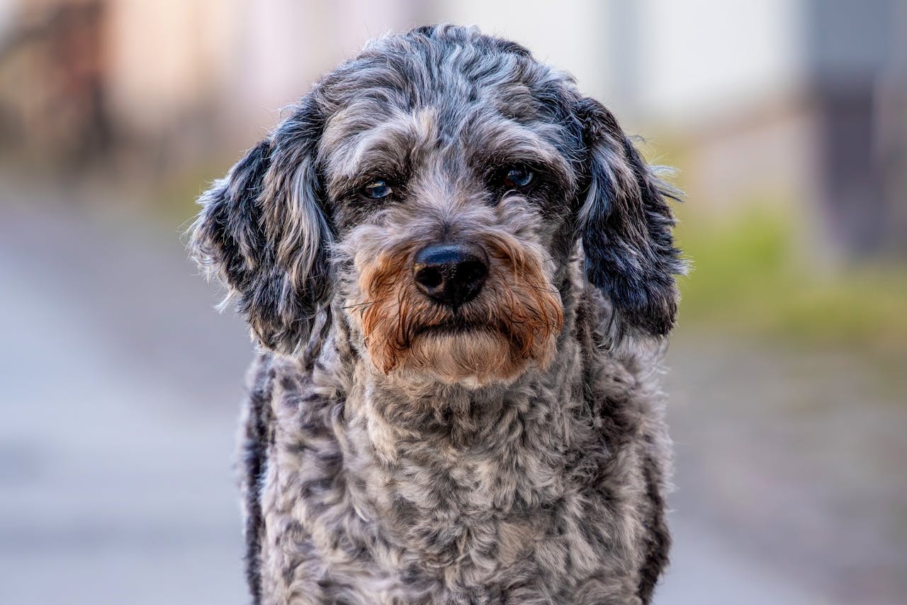 Aussiedoodle dog