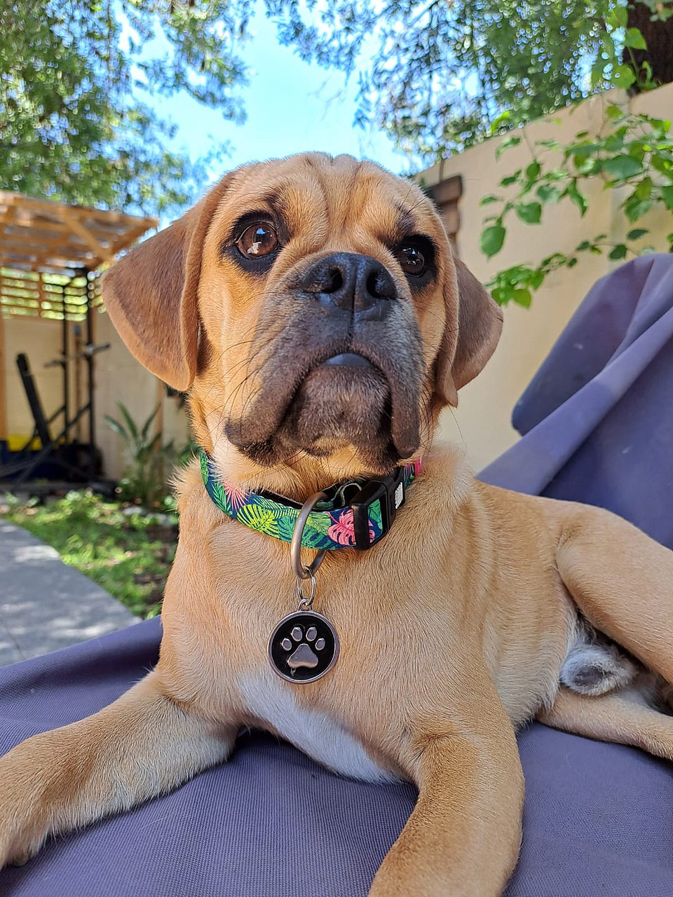 Puggle dog