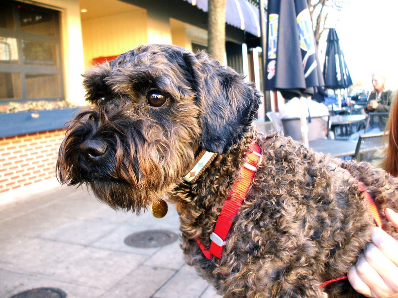 Schnoodle dog