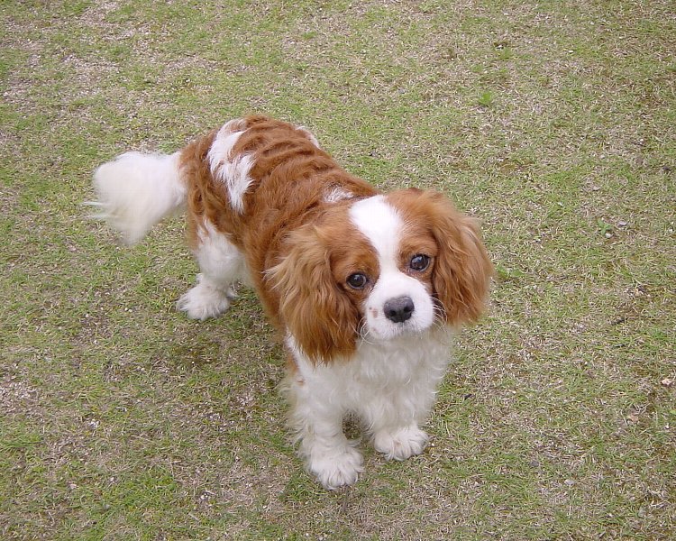 Cavalier King Charles Spaniel dog