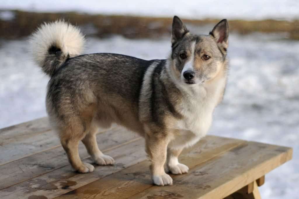 Corgi Husky (Horgi)