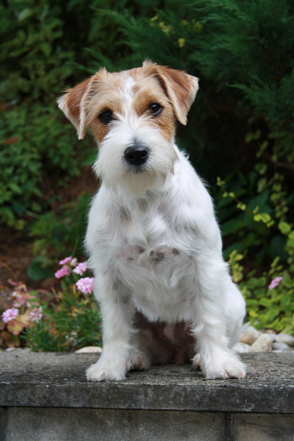 Jack Russell Terrier dog