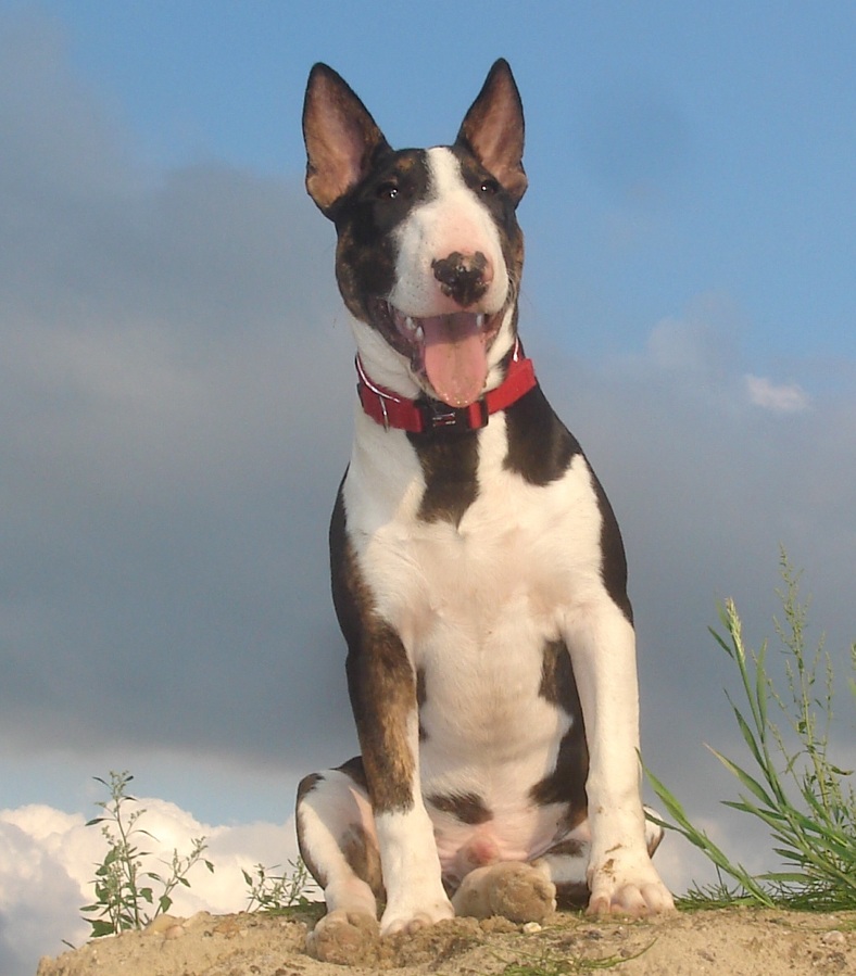 Miniature Bull Terrier