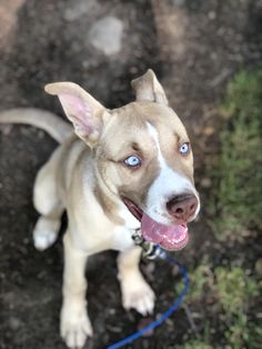 Pitsky dog
