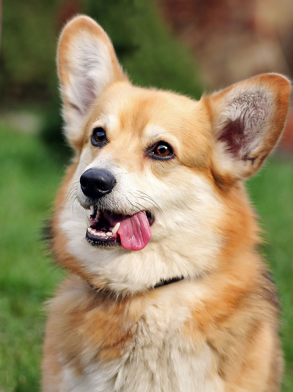 Pembroke Welsh Corgi dog
