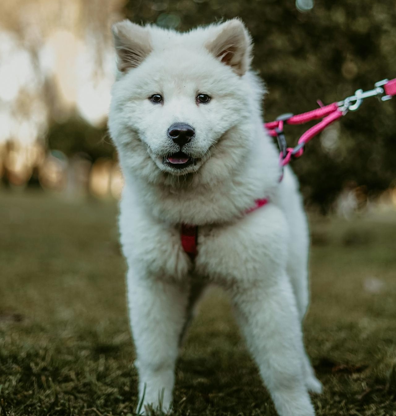 Samusky dog