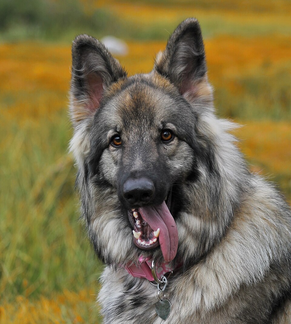 Shiloh Shepherd dog